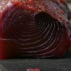 tonno rosso del mediterraneo
